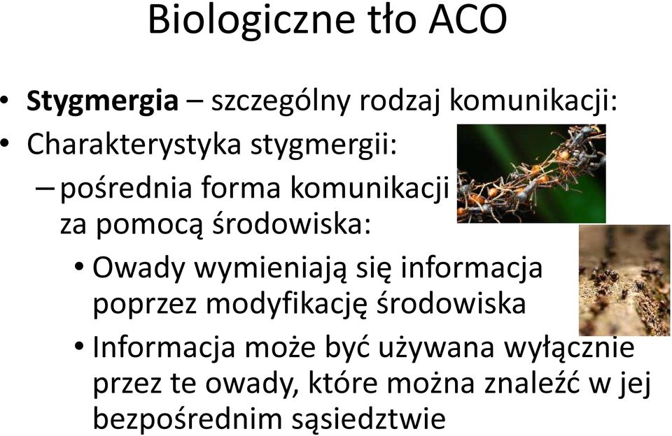 środowiska: Owady wymieniają się informacja poprzez modyfikację środowiska