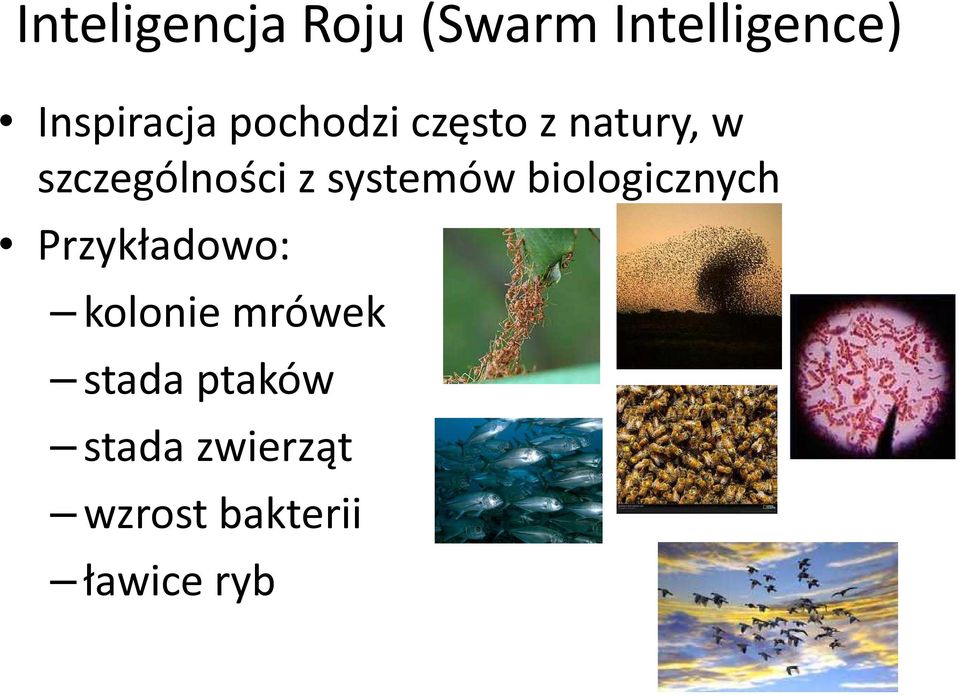 systemów biologicznych Przykładowo: kolonie