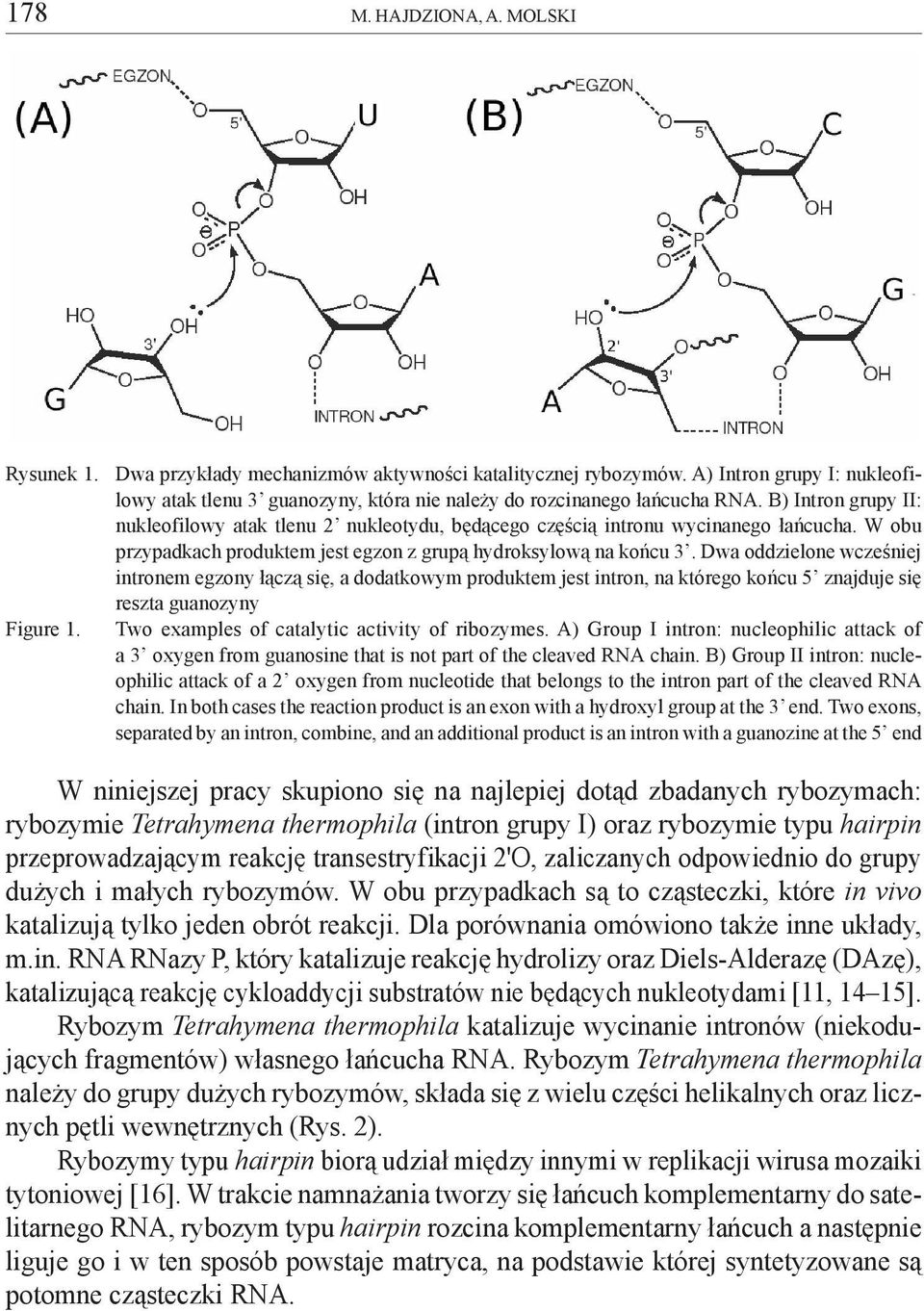 B) Intron grupy II: nukleofilowy atak tlenu 2 nukleotydu, bêd¹cego czêœci¹ intronu wycinanego ³añcucha. W obu przypadkach produktem jest egzon z grup¹ hydroksylow¹ na koñcu 3.