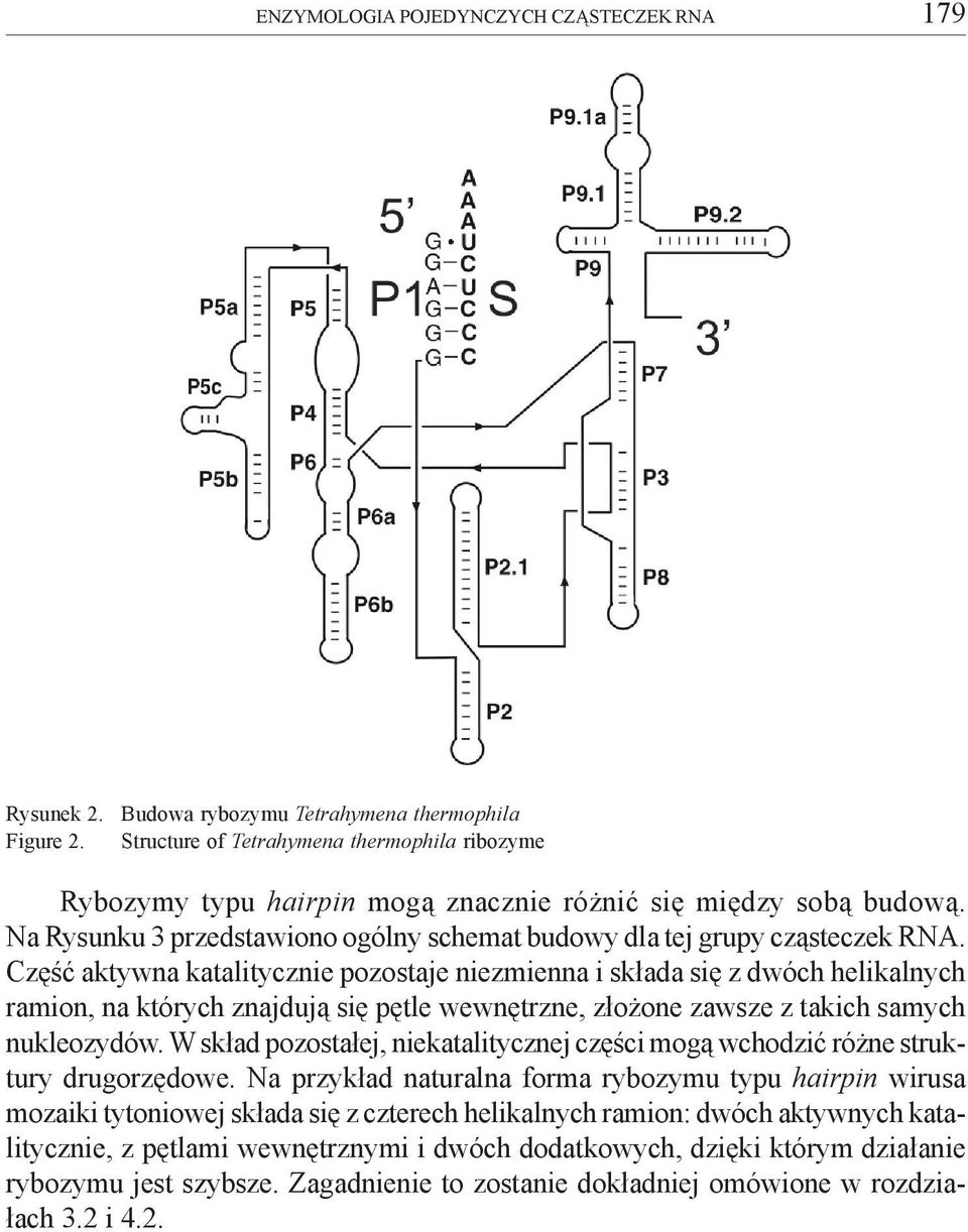 Na Rysunku 3 przedstawiono ogólny schemat budowy dla tej grupy cz¹steczek RNA.