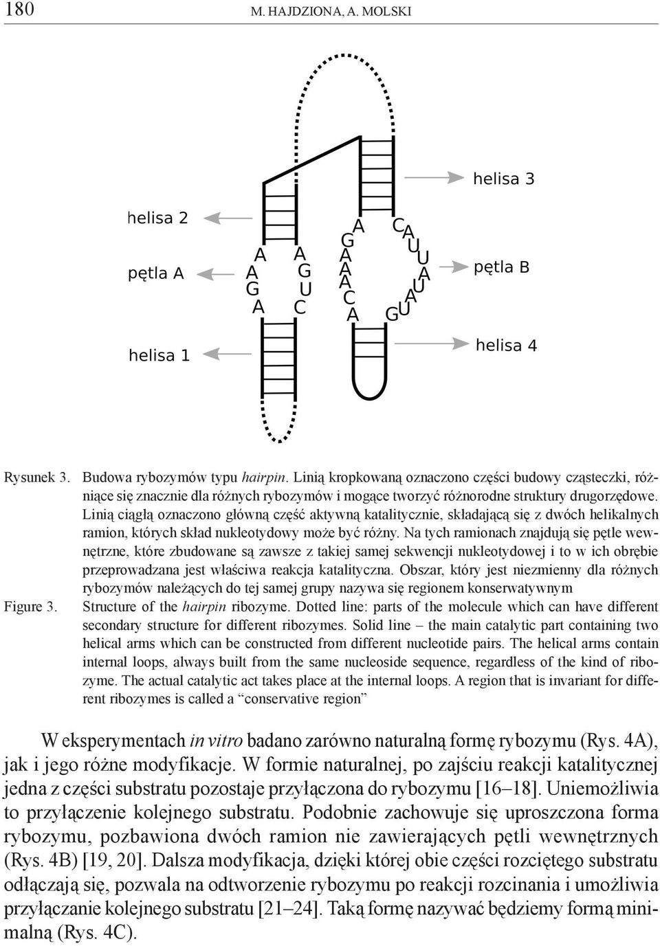 Lini¹ ci¹g³¹ oznaczono g³ówn¹ czêœæ aktywn¹ katalitycznie, sk³adaj¹c¹ siê z dwóch helikalnych ramion, których sk³ad nukleotydowy mo e byæ ró ny.