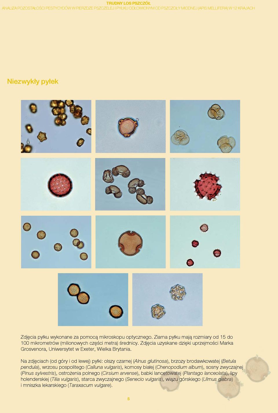 Na zdjęciach (od góry i od lewej) pyłki: olszy czarnej (Alnus glutinosa), brzozy brodawkowatej (Betula pendula), wrzosu pospolitego (Calluna vulgaris), komosy białej