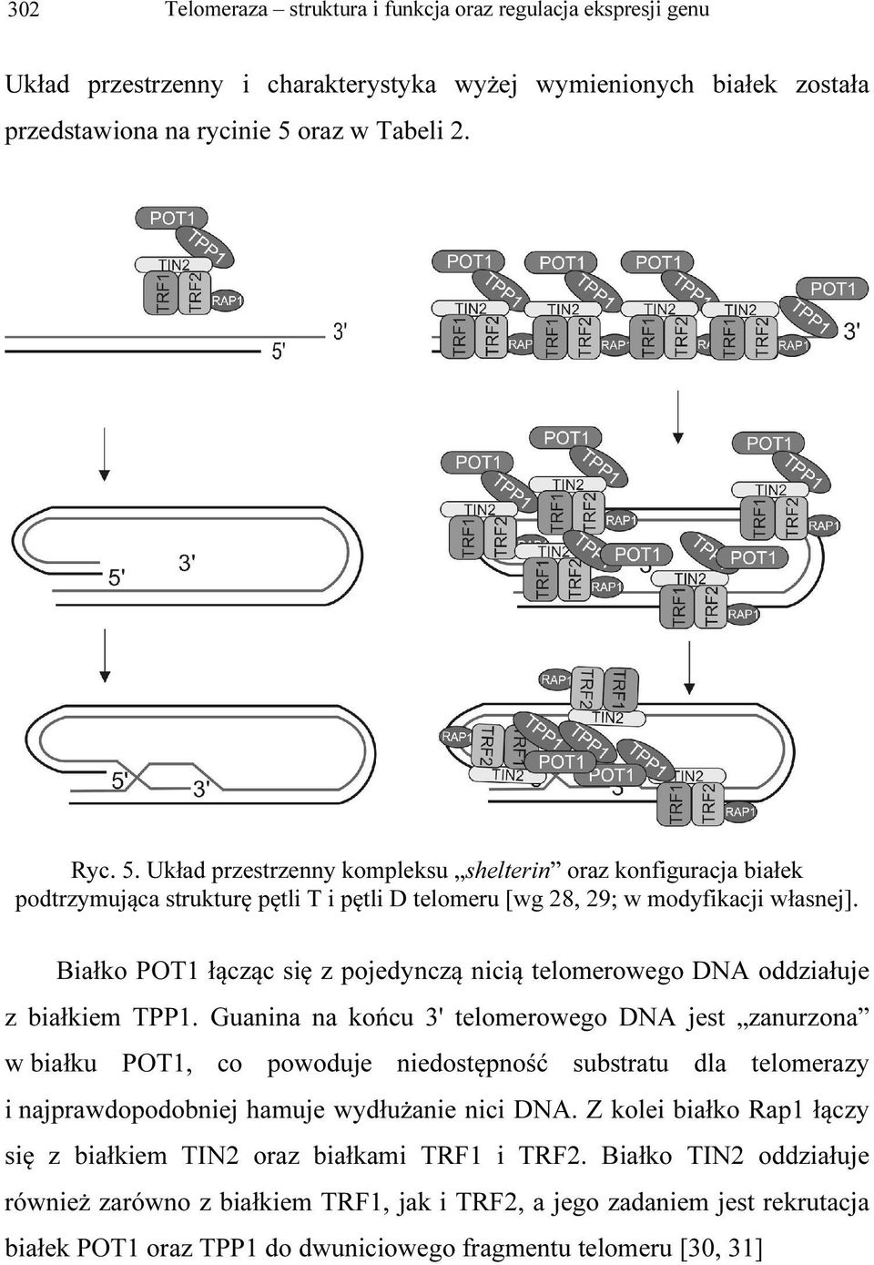 Białko POT1 łącząc się z pojedynczą nicią telomerowego DNA oddziałuje z białkiem TPP1.