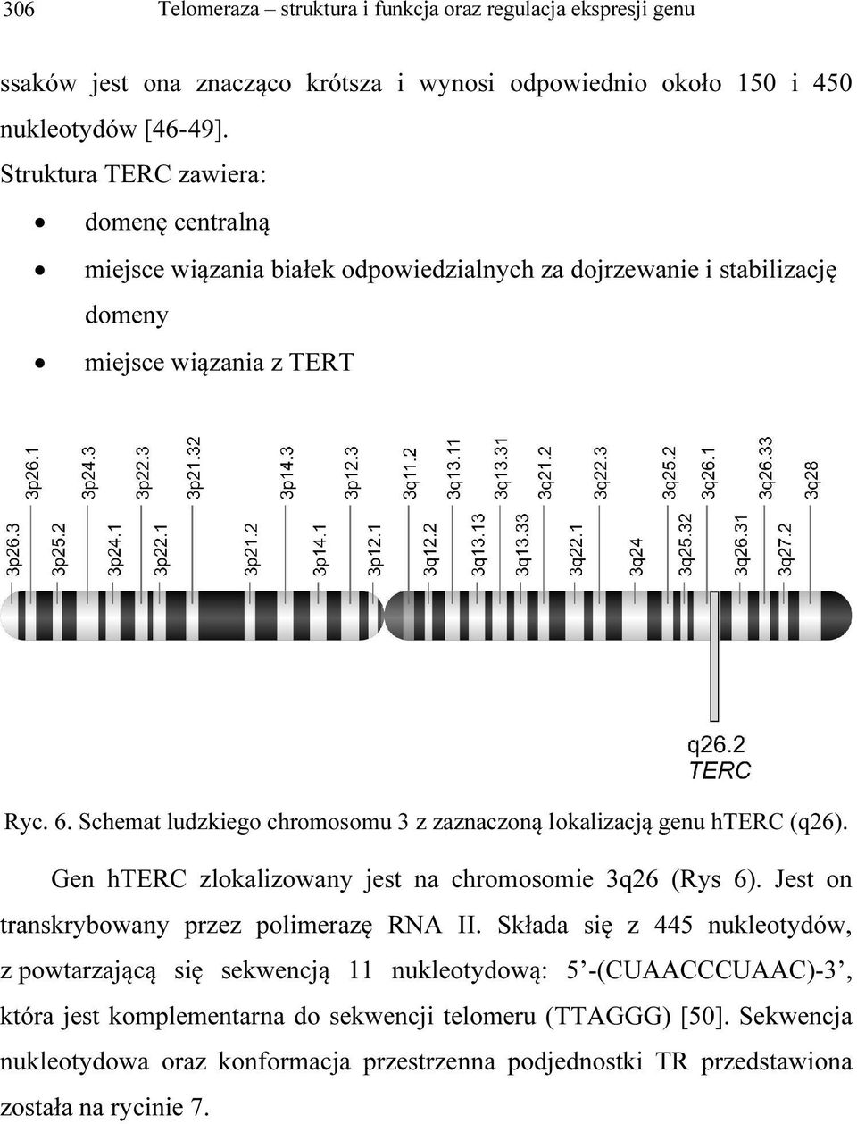 Schemat ludzkiego chromosomu 3 z zaznaczoną lokalizacją genu hterc (q26). Gen hterc zlokalizowany jest na chromosomie 3q26 (Rys 6). Jest on transkrybowany przez polimerazę RNA II.