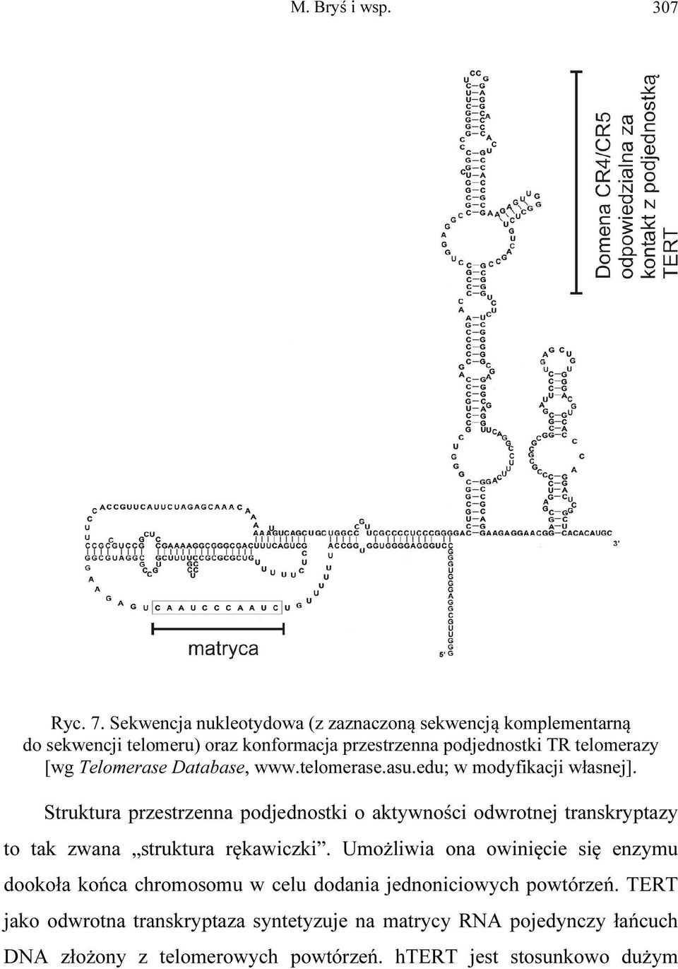 Telomerase Database, www.telomerase.asu.edu; w modyfikacji własnej].