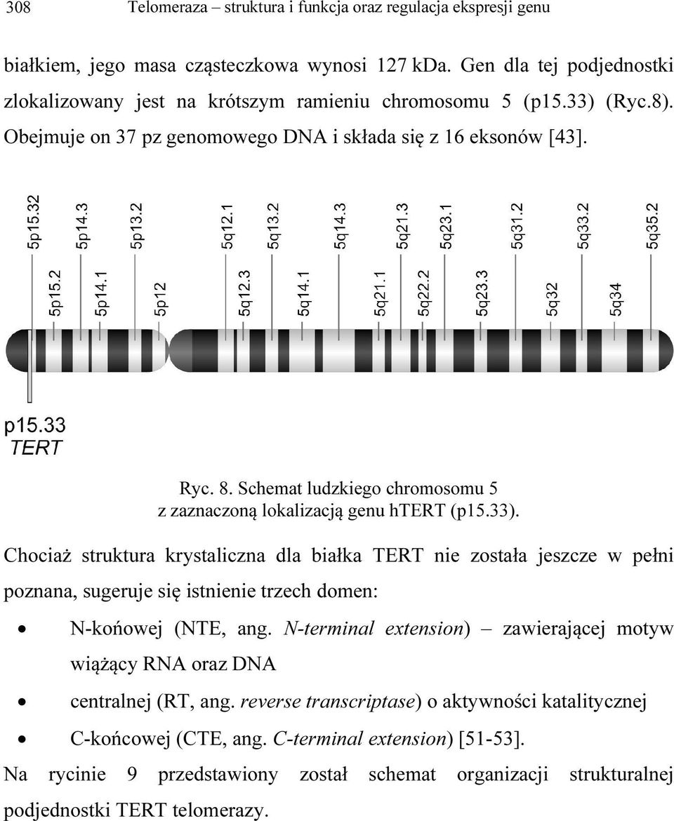 N-terminal extension) zawierającej motyw wiążący RNA oraz DNA centralnej (RT, ang. reverse transcriptase) o aktywności katalitycznej C-końcowej (CTE, ang. C-terminal extension) [51-53].