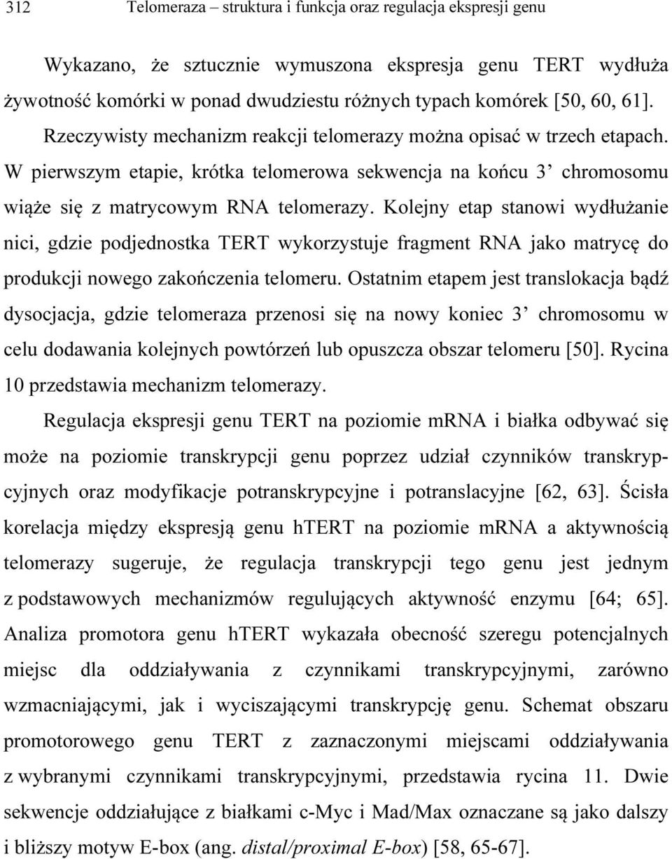 Kolejny etap stanowi wydłużanie nici, gdzie podjednostka TERT wykorzystuje fragment RNA jako matrycę do produkcji nowego zakończenia telomeru.