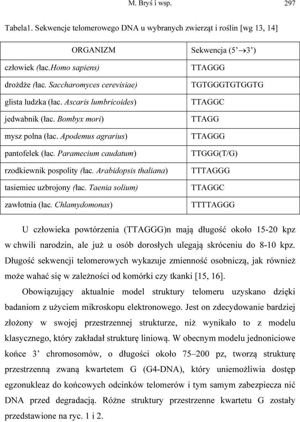 Taenia solium) zawłotnia (łac.