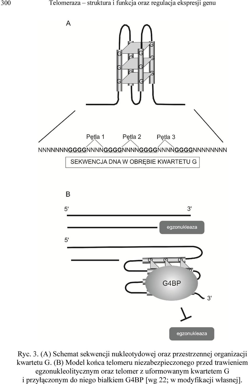 (B) Model końca telomeru niezabezpieczonego przed trawieniem egzonukleolitycznym oraz