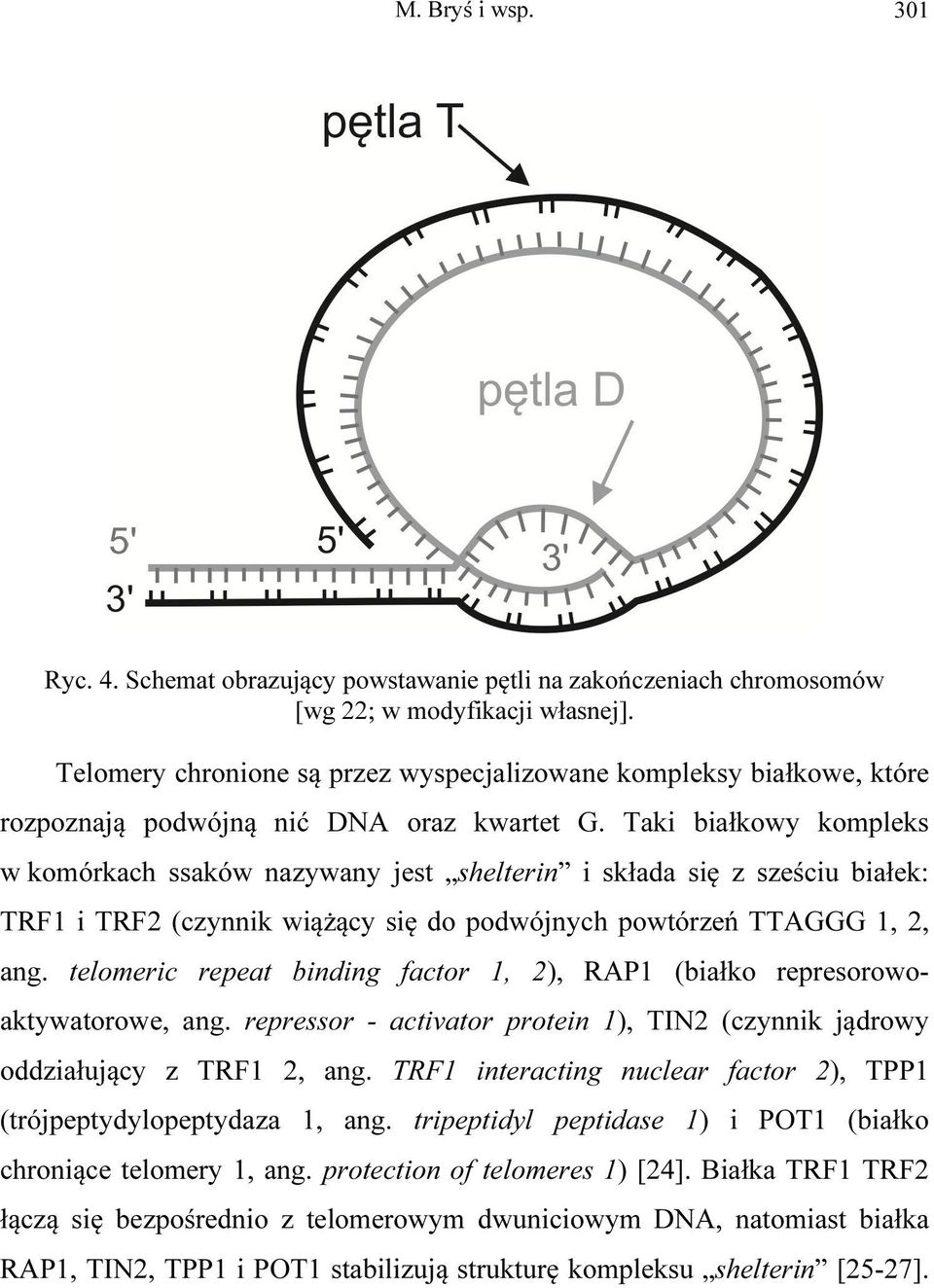 Taki białkowy kompleks w komórkach ssaków nazywany jest shelterin i składa się z sześciu białek: TRF1 i TRF2 (czynnik wiążący się do podwójnych powtórzeń TTAGGG 1, 2, ang.