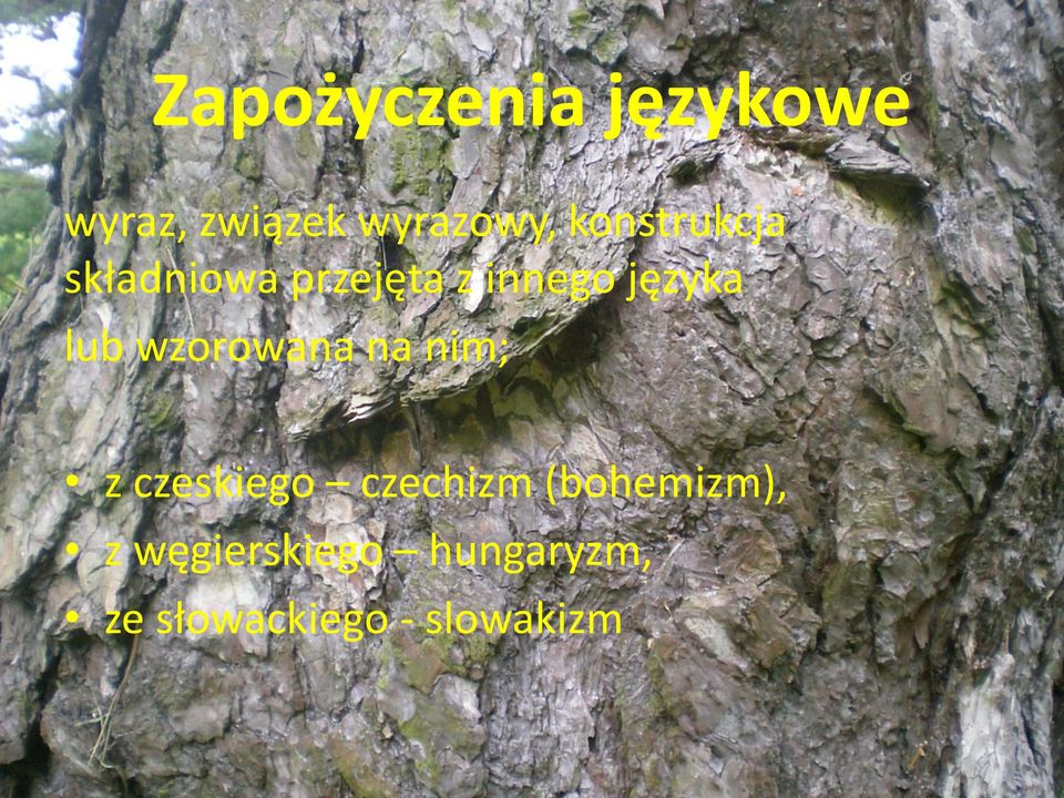 lub wzorowana na nim; z czeskiego czechizm