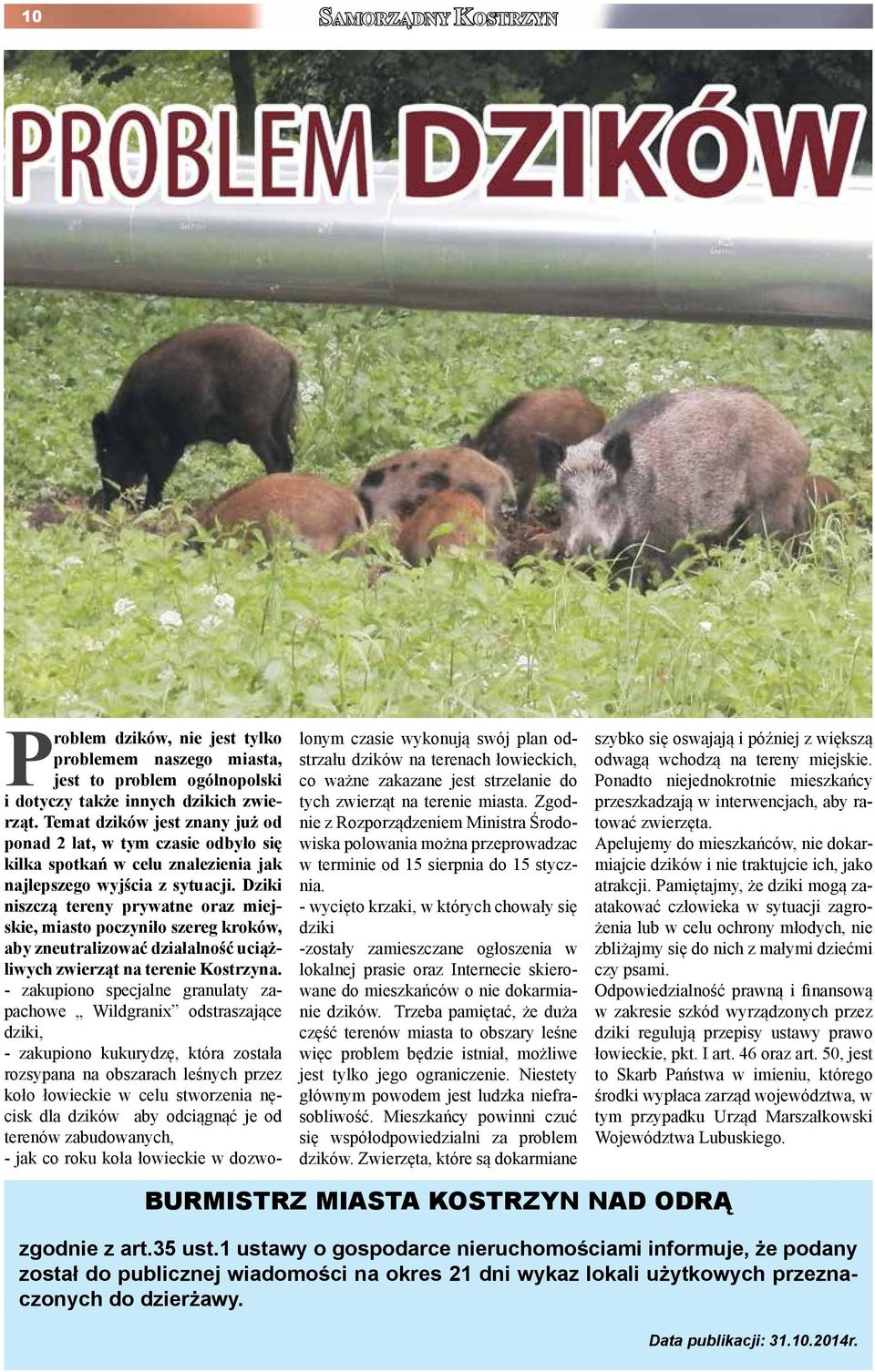 Dziki niszczą tereny prywatne oraz miejskie, miasto poczyniło szereg kroków, aby zneutralizować działalność uciążliwych zwierząt na terenie Kostrzyna.
