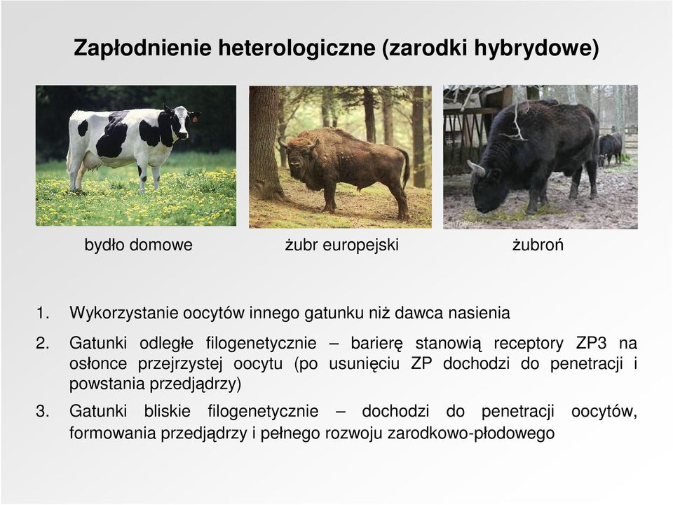 Gatunki odległe filogenetycznie barierę stanowią receptory ZP3 na osłonce przejrzystej oocytu (po usunięciu