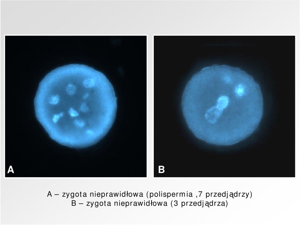 (polispermia,7