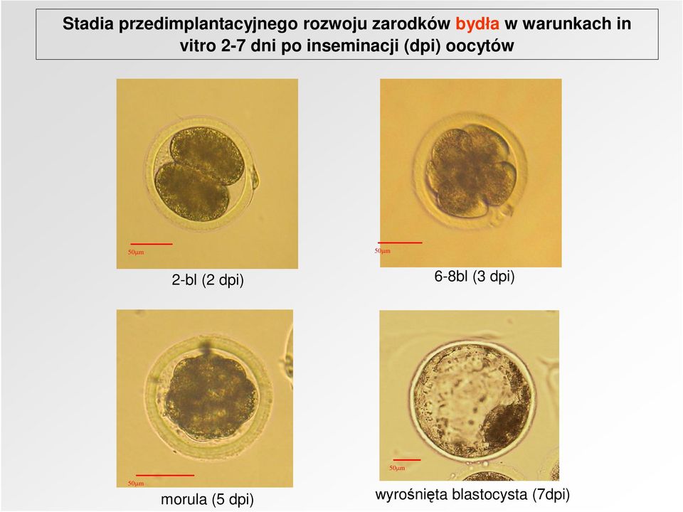 (dpi) oocytów 50 m 50 m 2-bl (2 dpi) 6-8bl (3