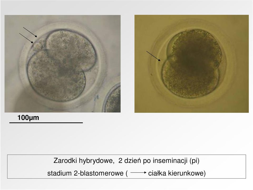 inseminacji (pi)