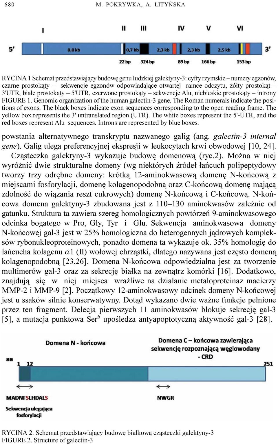 3'UTR, bia³e prostok¹ty 5'UTR, czerwone prostok¹ty sekwencje Alu, niebieskie prostok¹ty introny FIGURE 1. Genomic organization of the human galectin-3 gene.