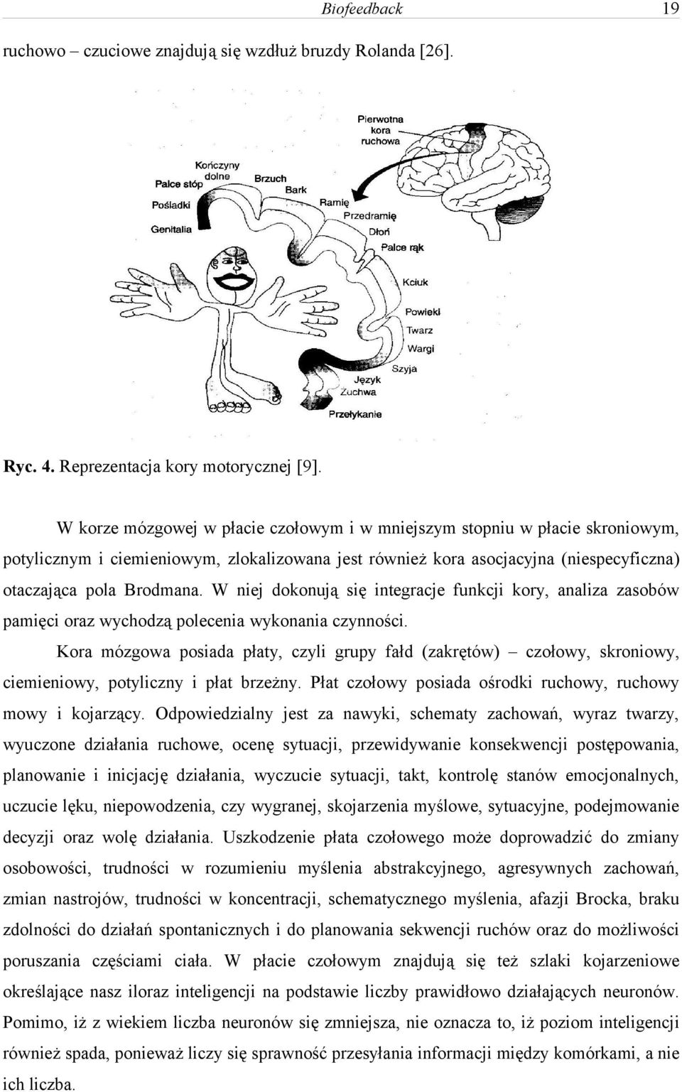 W niej dokonują się integracje funkcji kory, analiza zasobów pamięci oraz wychodzą polecenia wykonania czynności.