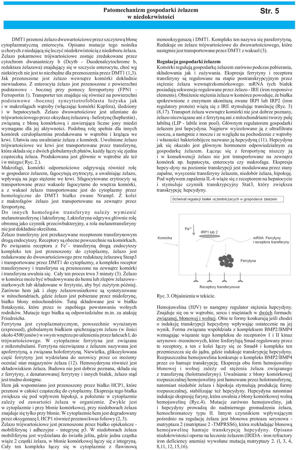 elazo pokarmowe trójwartoœciowe zostaje zredukowane przez cytochrom dwunastniczy b (Dcytb - Duodenalcytochrome b, reduktaza elazawa) znajduj¹cy siê w szczycie enterocytu, choæ wg niektórych nie jest