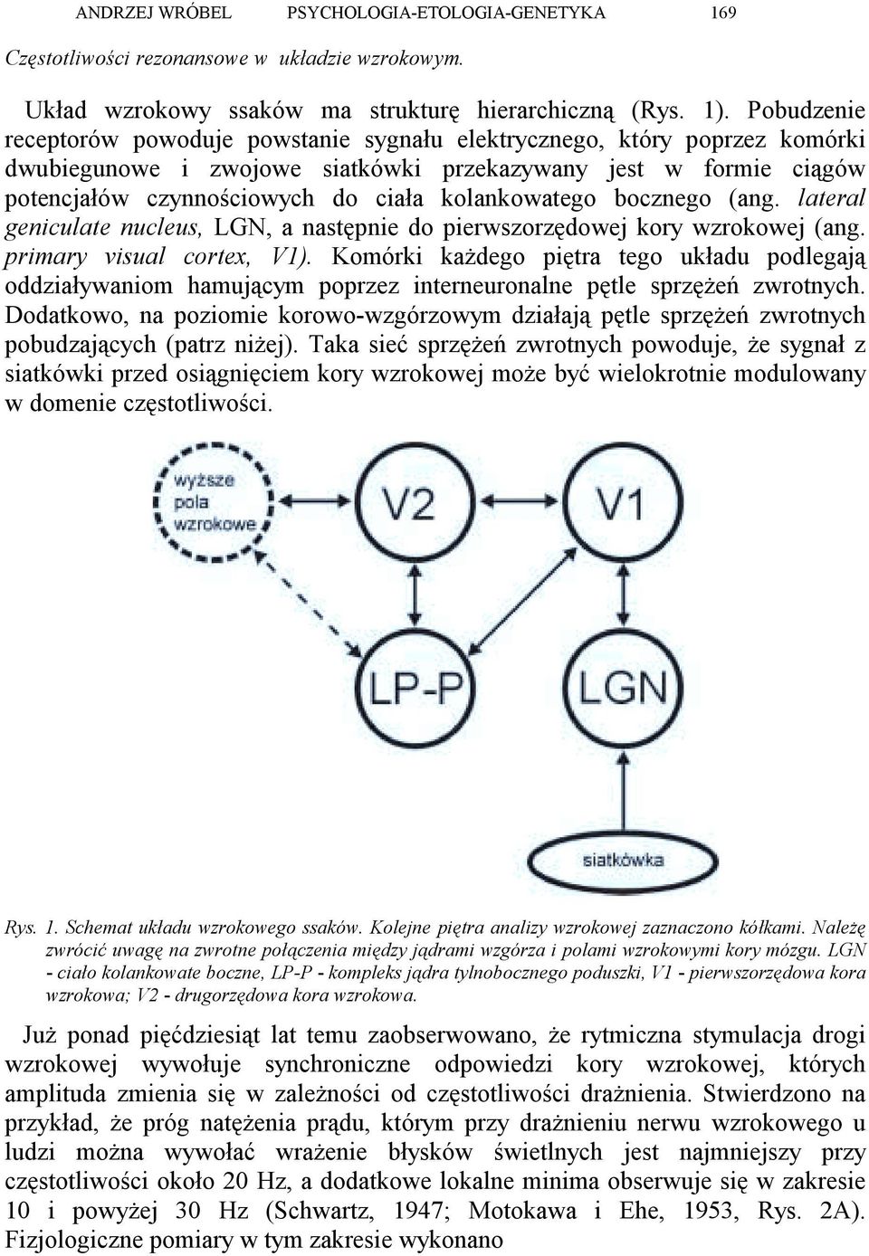 kolankowatego bocznego (ang. lateral geniculate nucleus, LGN, a następnie do pierwszorzędowej kory wzrokowej (ang. primary visual cortex, V1).