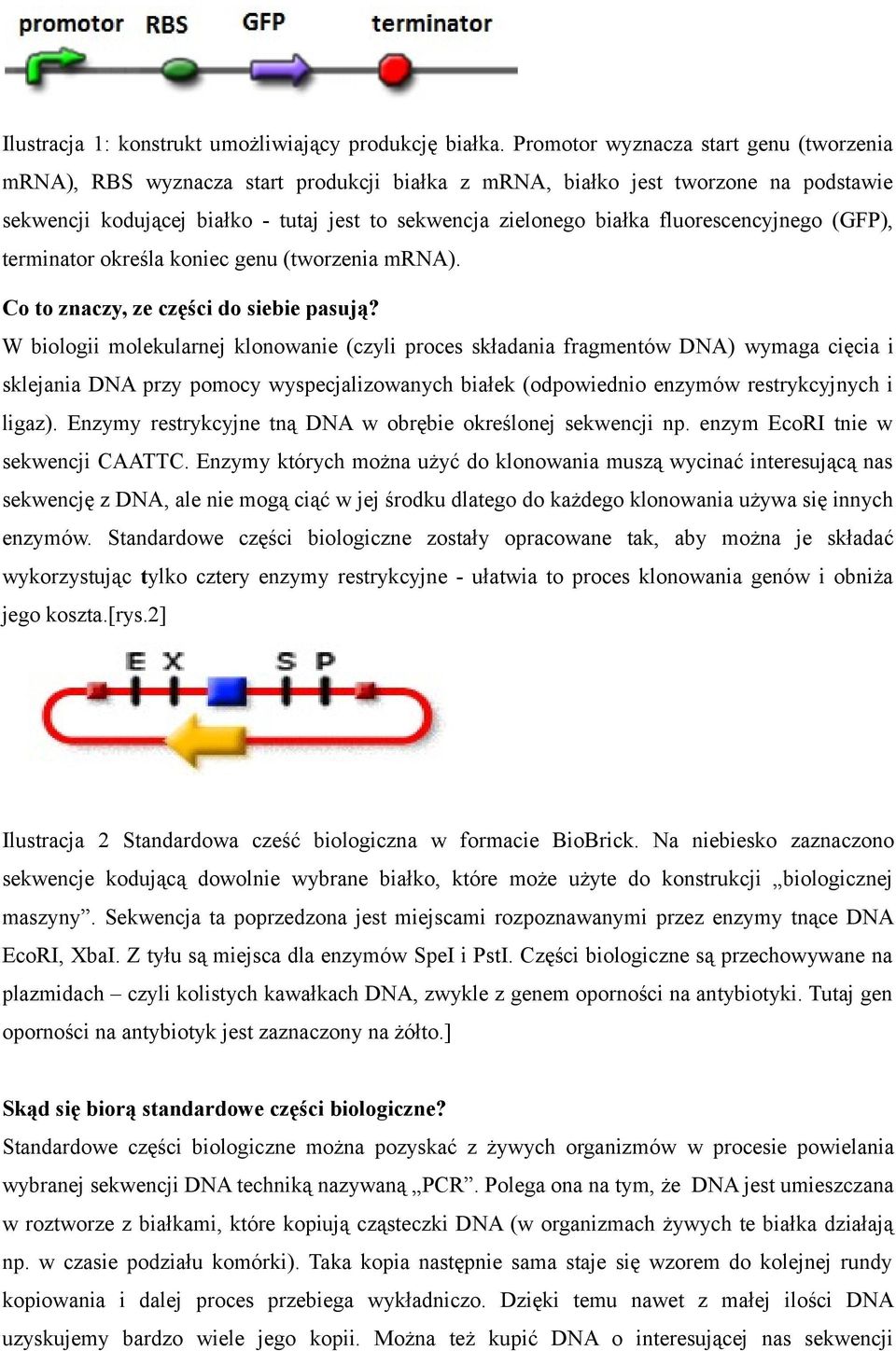 fluorescencyjnego (GFP), terminator określa koniec genu (tworzenia mrna). Co to znaczy, ze części do siebie pasują?