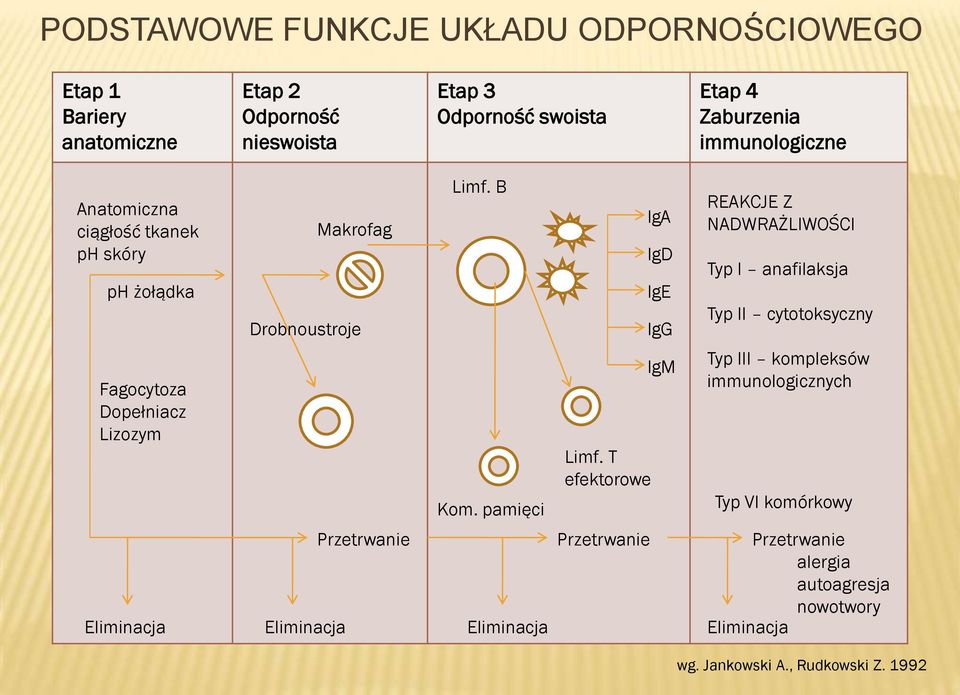 B IgA IgD IgE IgG REAKCJE Z NADWRAŻLIWOŚCI Typ I anafilaksja Typ II cytotoksyczny Fagocytoza Dopełniacz Lizozym Kom. pamięci Limf.