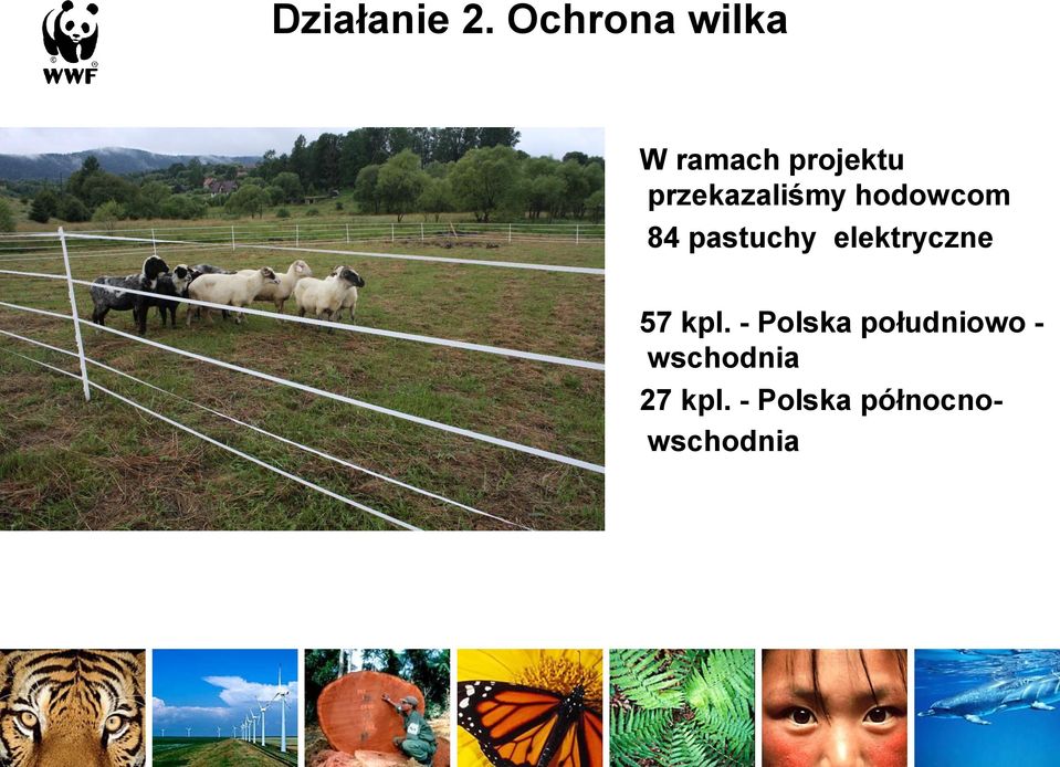 przekazaliśmy hodowcom 84 pastuchy