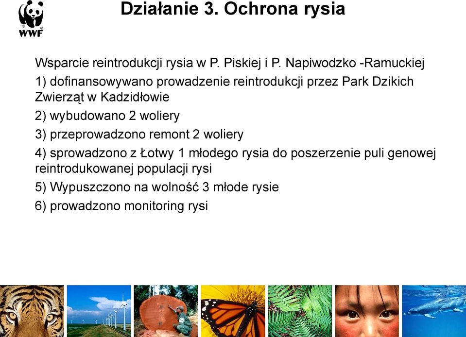 Kadzidłowie 2) wybudowano 2 woliery 3) przeprowadzono remont 2 woliery 4) sprowadzono z Łotwy 1