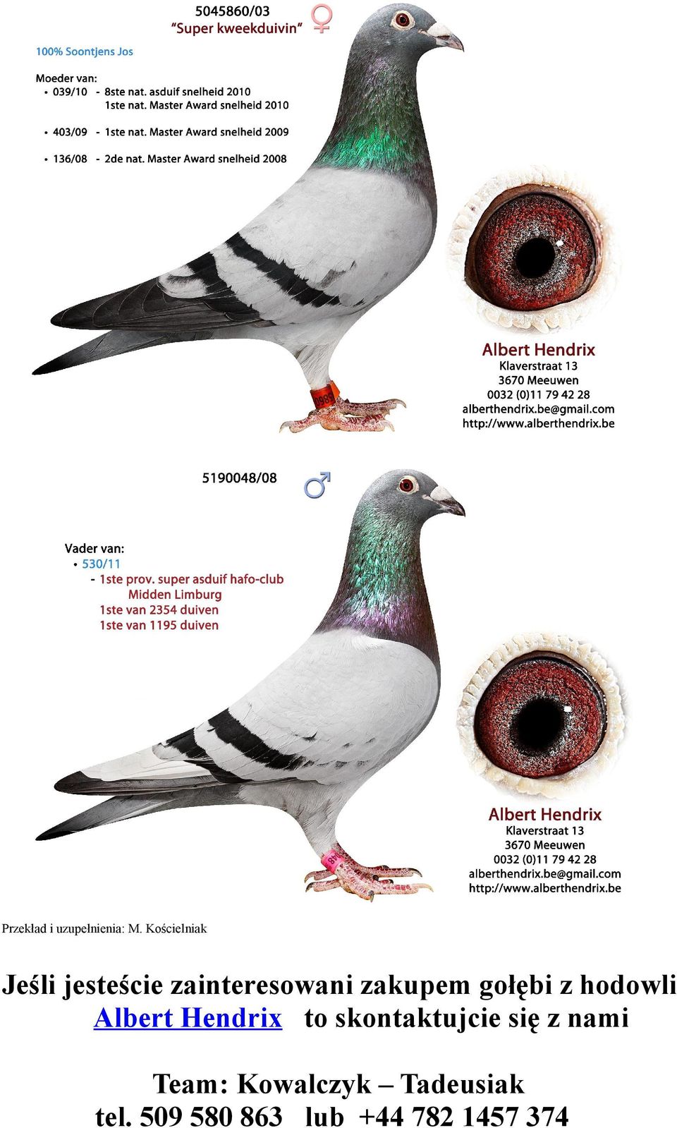 gołębi z hodowli Albert Hendrix to skontaktujcie