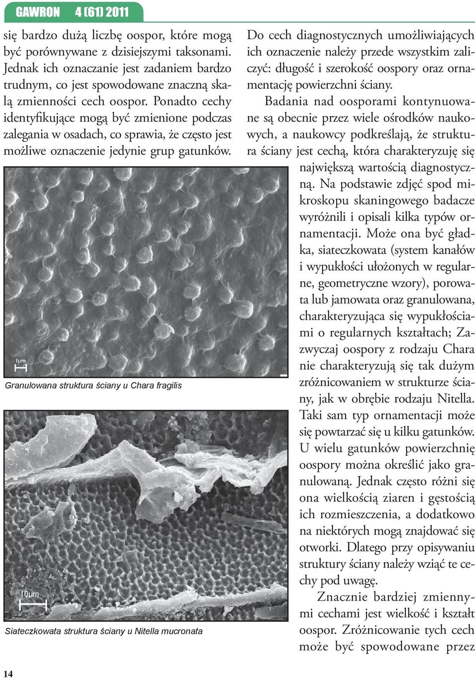 Granulowana struktura ściany u Chara fragilis Siateczkowata struktura ściany u Nitella mucronata Do cech diagnostycznych umożliwiających ich oznaczenie należy przede wszystkim zaliczyć: długość i