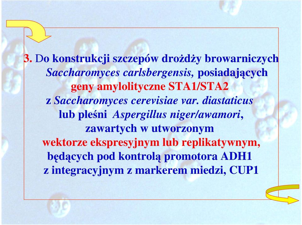 diastaticus lub pleśni Aspergillus niger/awamori, zawartych w utworzonym wektorze