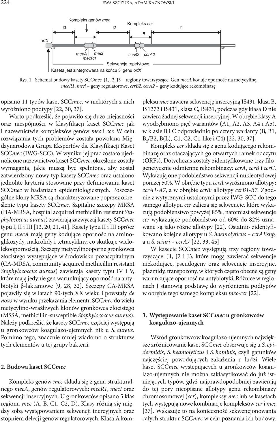 Warto podkreślić, że pojawiło się dużo niejasności oraz niespójności w klasyfikacji kaset SCCmec jak i nazewnictwie kompleksów genów mec i ccr.