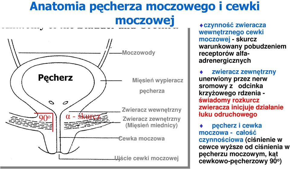 alfaadrenergicznych zwieracz zewnętrzny unerwiony przez nerw sromowy z odcinka krzyżowego rdzenia - świadomy rozkurcz zwieracza inicjuje działanie