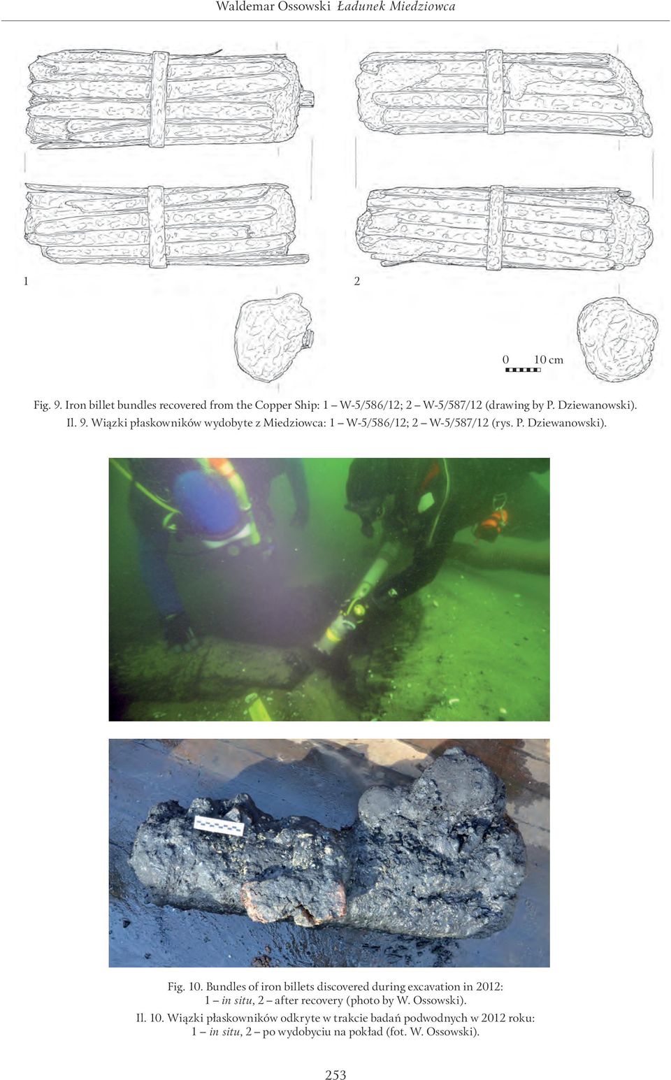 Wiązki płaskowników wydobyte z Miedziowca: 1 W-5/586/12; 2 W-5/587/12 (rys. P. Dziewanowski). Fig. 10.