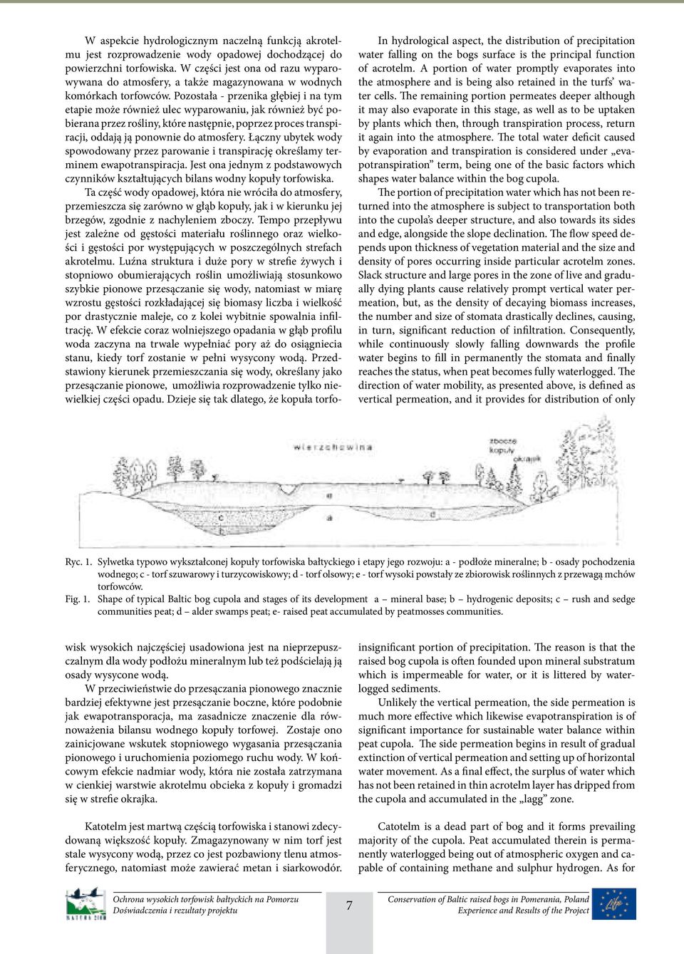 The remaining portion permeates deeper although it may also evaporate in this stage, as well as to be uptaken by plants which then, through transpiration process, return it again into the atmosphere.