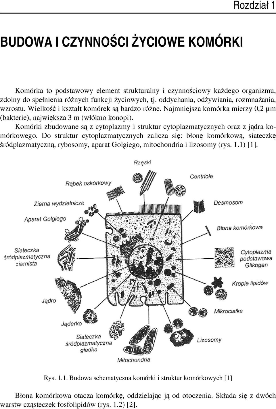 Komórki zbudowane są z cytoplazmy i struktur cytoplazmatycznych oraz z jądra komórkowego.