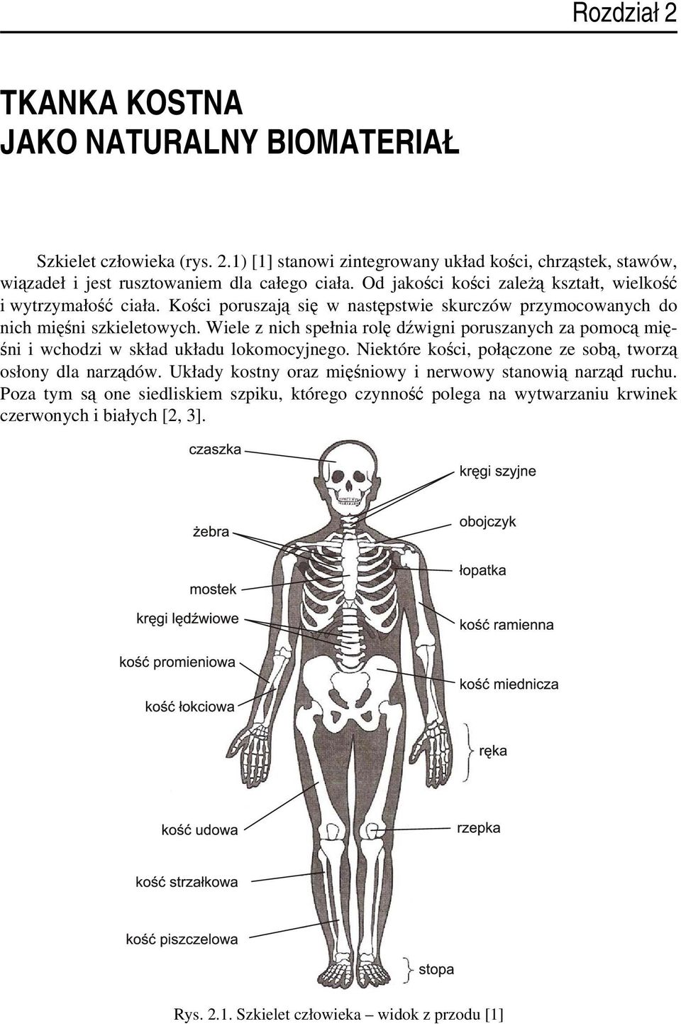 Wiele z nich spełnia rolę dźwigni poruszanych za pomocą mięśni i wchodzi w skład układu lokomocyjnego. Niektóre kości, połączone ze sobą, tworzą osłony dla narządów.