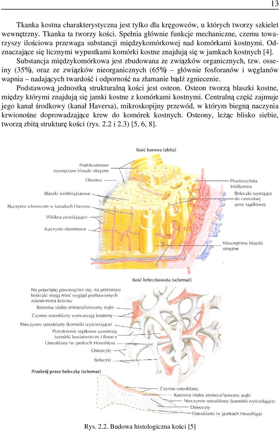 Odznaczające się licznymi wypustkami komórki kostne znajdują się w jamkach kostnych [4]. Substancja międzykomórkowa jest zbudowana ze związków organicznych, tzw.