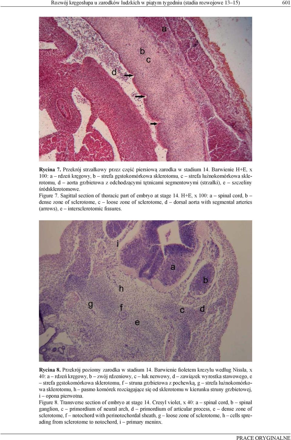 śródsklerotomowe. Figure 7. Sagittal section of thoracic part of embryo at stage 14.