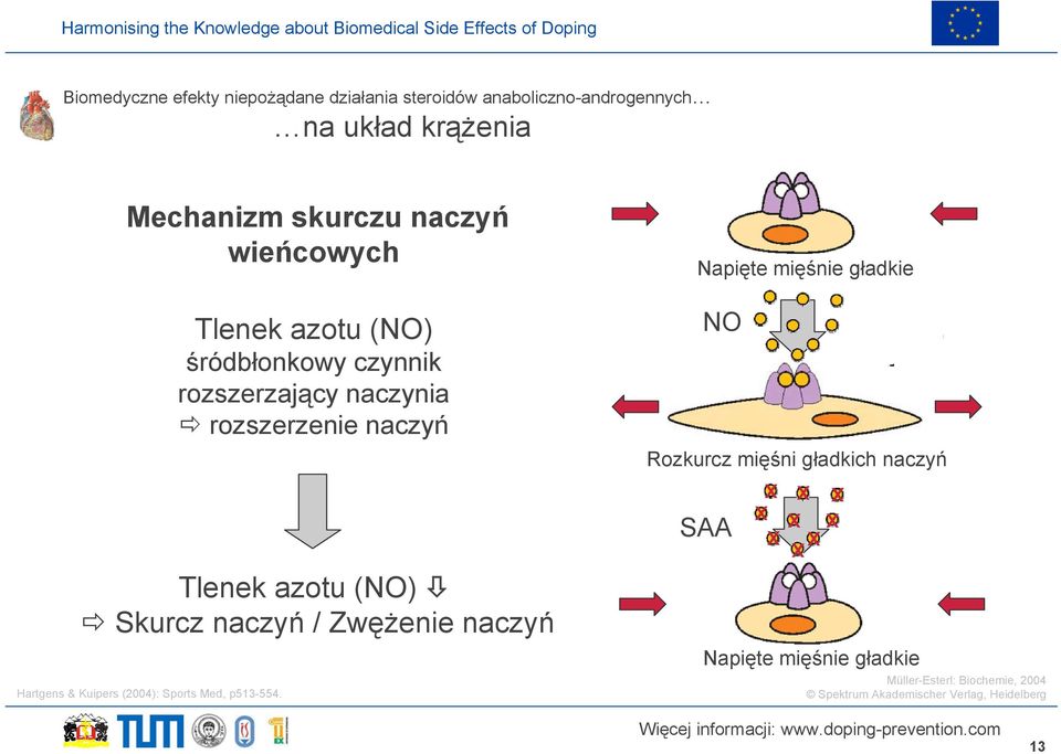 naczyń / Zwężenie naczyń Hartgens & Kuipers (2004): Sports Med, p513-554.