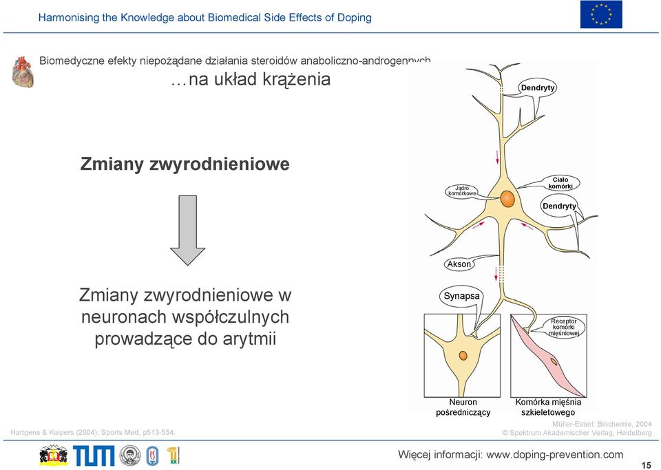 do arytmii Akson Synapsa Receptor komórki mięśniowej Hartgens & Kuipers (2004): Sports Med, p513-554.