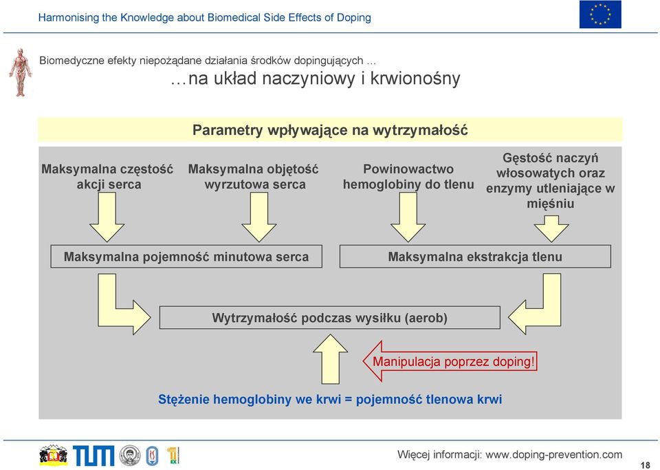 Gęstość naczyń włosowatych oraz enzymy utleniające w mięśniu Maksymalna pojemność minutowa serca Maksymalna ekstrakcja