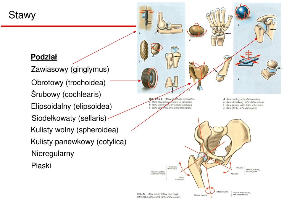 (elipsoidea) Siodełkowaty (sellaris) Kulisty wolny