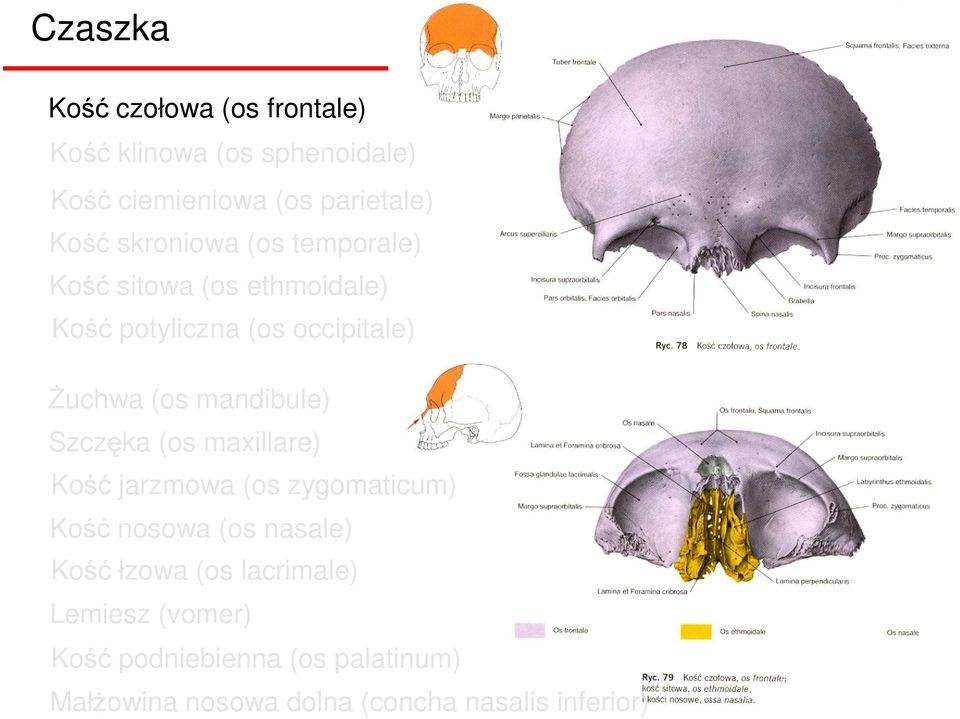 mandibule) Szczęka (os maxillare) Kość jarzmowa (os zygomaticum) Kość nosowa (os nasale) Kość łzowa