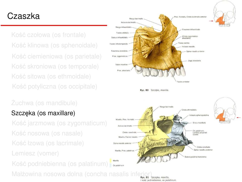 mandibule) Szczęka (os maxillare) Kość jarzmowa (os zygomaticum) Kość nosowa (os nasale) Kość łzowa