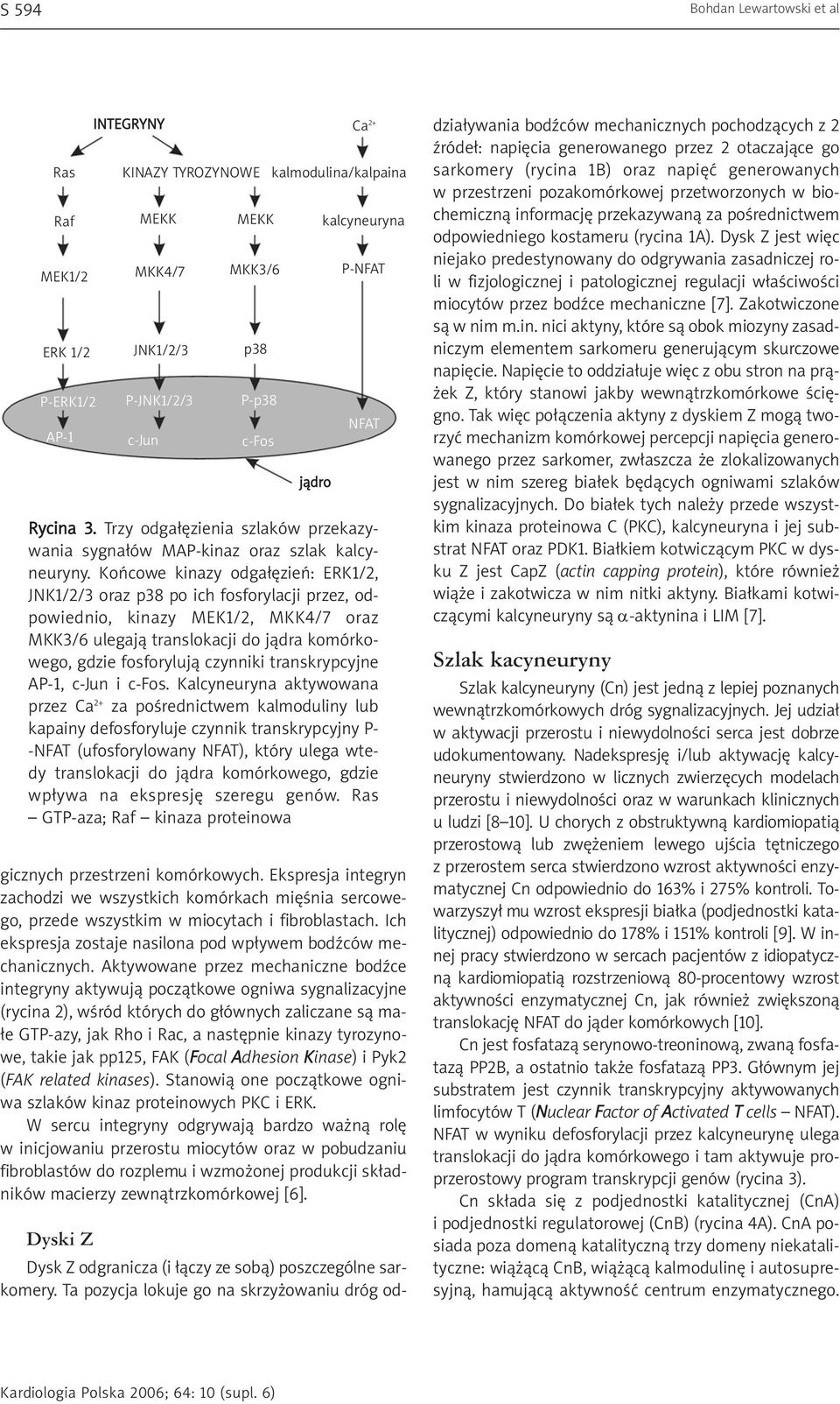 Końcowe kinazy odgałęzień: ERK1/2, JNK1/2/3 oraz p38 po ich fosforylacji przez, odpowiednio, kinazy MEK1/2, MKK4/7 oraz MKK3/6 ulegają translokacji do jądra komórkowego, gdzie fosforylują czynniki