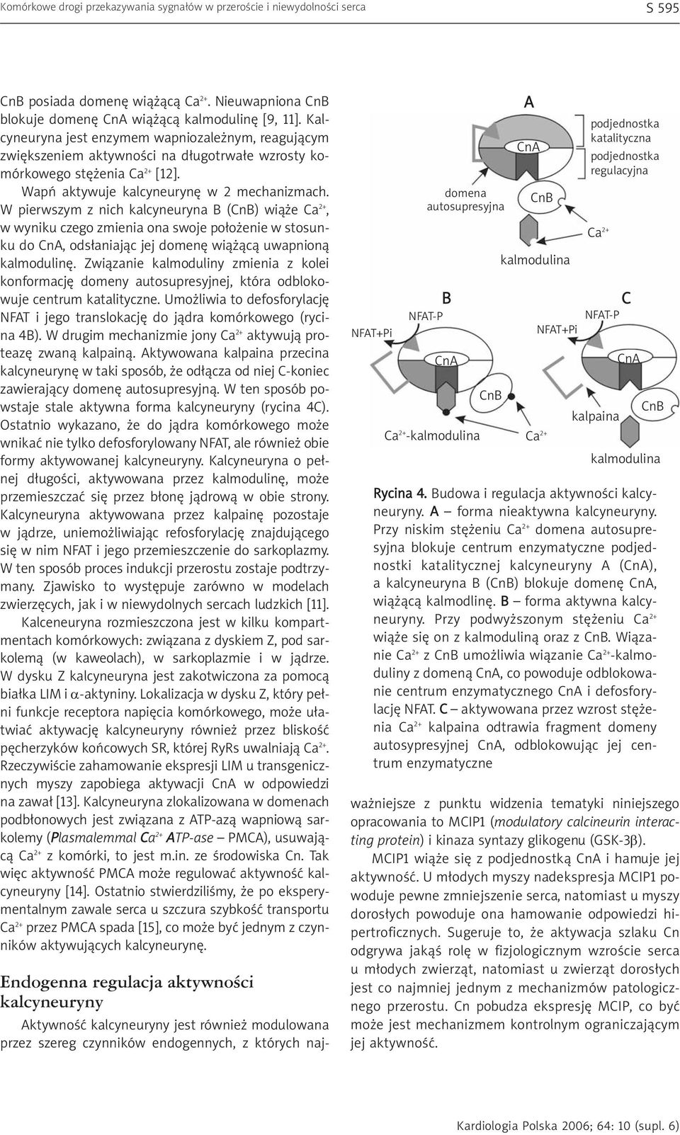 W pierwszym z nich kalcyneuryna B (CnB) wiąże Ca 2+, w wyniku czego zmienia ona swoje położenie w stosunku do CnA, odsłaniając jej domenę wiążącą uwapnioną kalmodulinę.