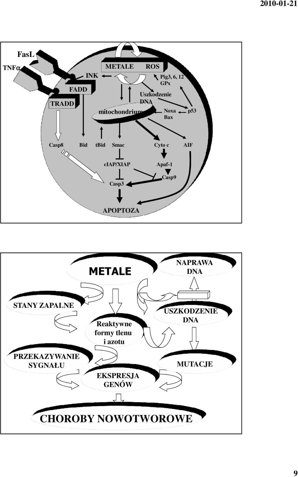 APOPTOZA METALE NAPRAWA DNA STANY ZAPALNE PRZEKAZYWANIE SYGNAŁU Reaktywne