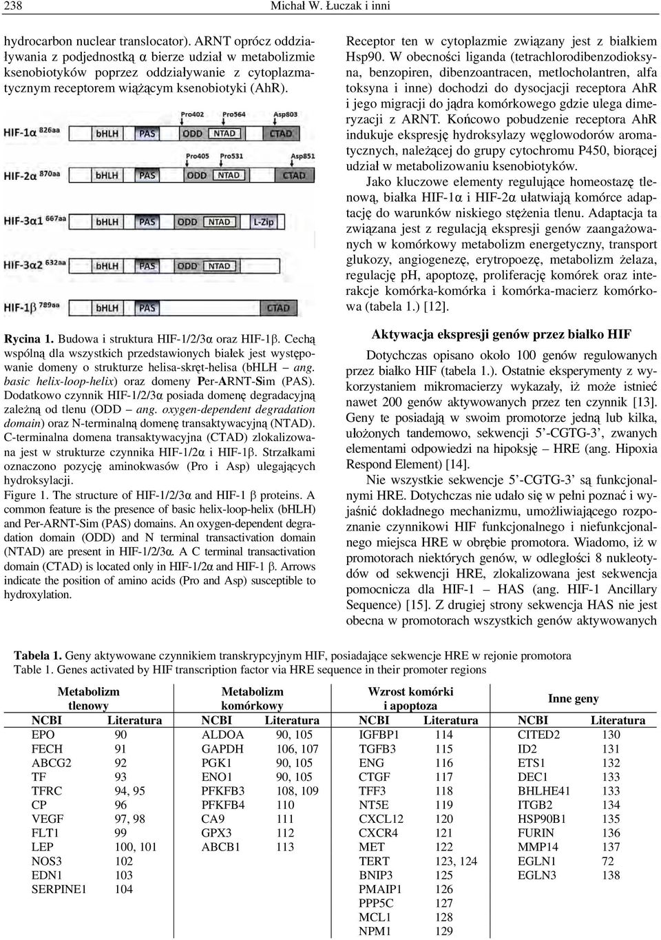 Budowa i struktura HIF-1/2/3α oraz HIF-1β. Cechą wspólną dla wszystkich przedstawionych białek jest występowanie domeny o strukturze helisa-skręt-helisa (bhlh ang.