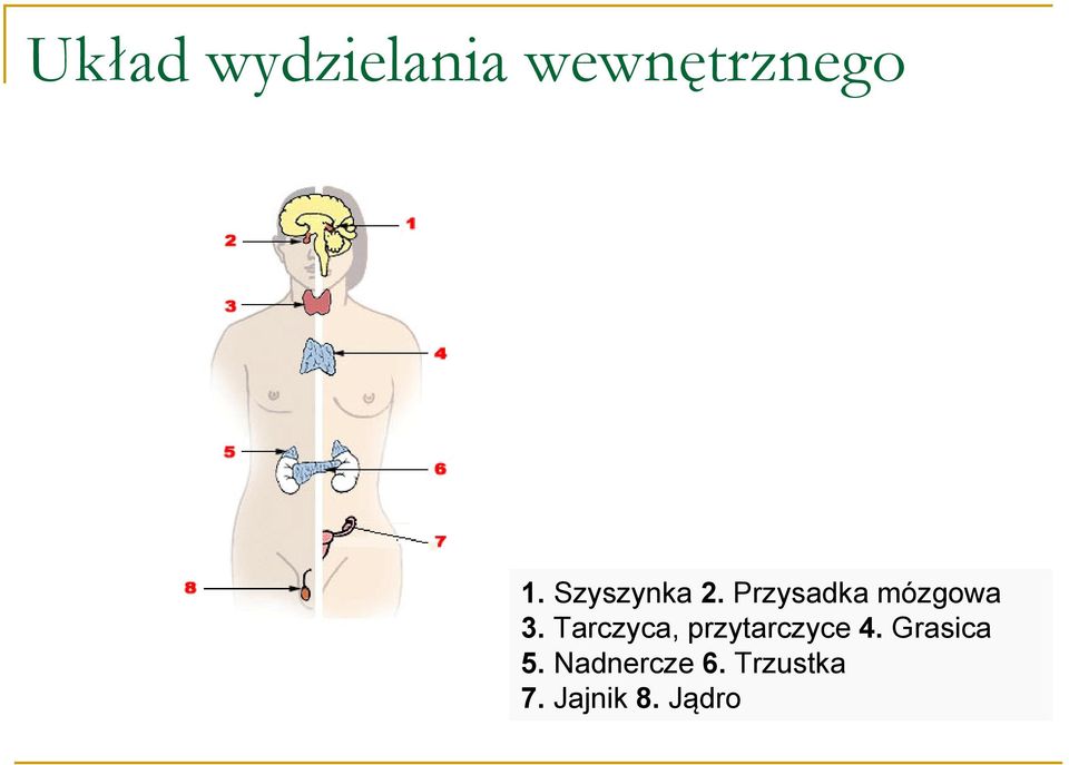 Tarczyca, przytarczyce 4. Grasica 5.